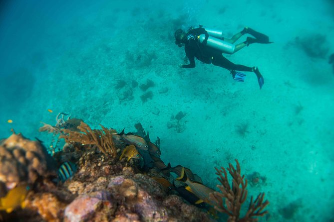 Local Dive in Playa del Carmen - What the $155 Price Covers (and What It Doesn’t)