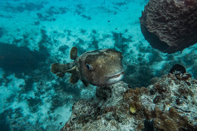 Local Dive in Playa del Carmen - Morning vs. Afternoon: Choosing the Better Time for Your Trip