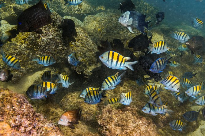 Magical Cenote and Paradise Lagoon Snorkeling Adventure - Day-of Tips for a Smooth, Fun Morning