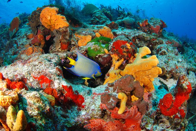 Mayan Adventure Snorkeling Tour from Playa del Carmen or Riviera Maya - Yal Ku Lagoon in Akumal: Ocean Inlet Snorkeling with Tropical Fish