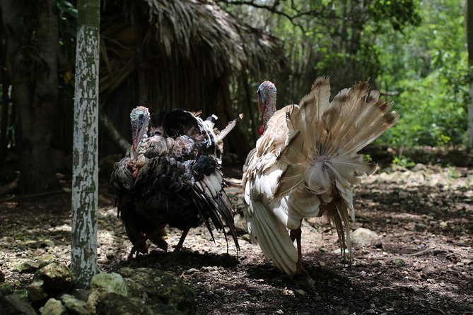 Mayan Backroads Private Bike Tour from Tulum - The Mayan family homestead: lunch, crops, and everyday life on jungle backroads