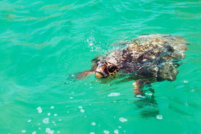 Nature Day, Sian Kaan Biosphere Tour! Round Transportation from Tulum City - Punta Allen Boat Ride: Wildlife Watching on a Real Schedule