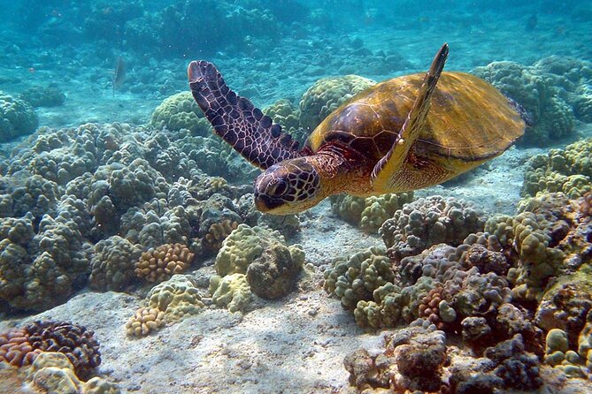 Nature Day, Sian Kaan Biosphere Tour! Round Transportation from Tulum City - Snorkeling Expectations: Water Clarity Can Vary