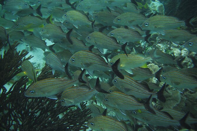 Nature Day, Sian Kaan Biosphere Tour! Round Transportation from Tulum City - Swim Time at a Major Natural Pool