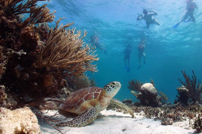 Nature Day, Sian Kaan Biosphere Tour! Round Transportation from Tulum City - The Photo Hour: Time to Slow Down and Look