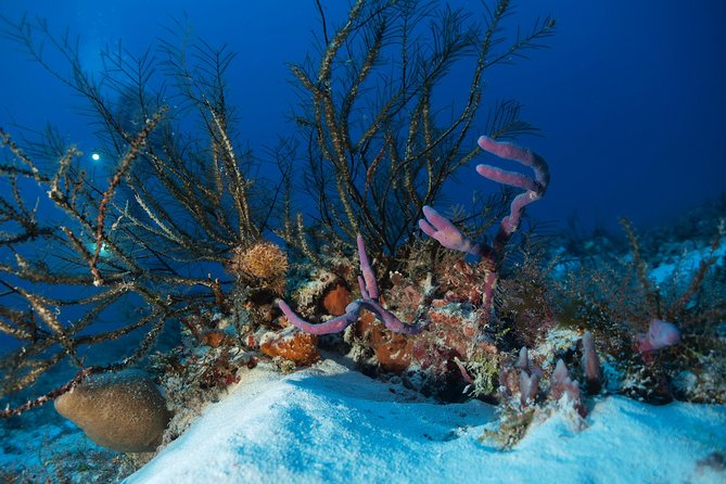 Open Water Diver course PADI including underwater video - Getting PADI Open Water Certified in Playa del Carmen