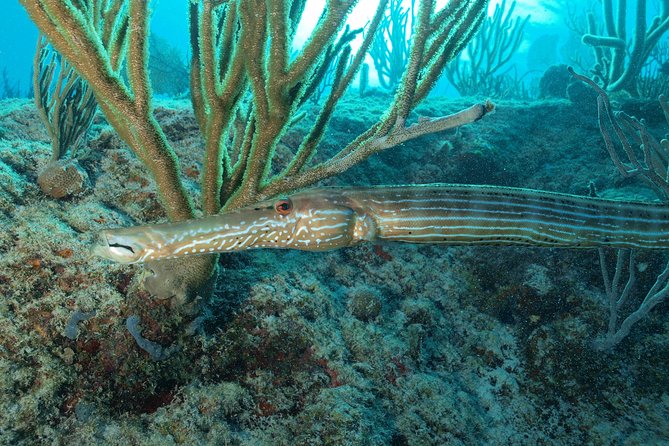 Open Water Diver course PADI including underwater video - Pool Sessions at Diversland: Build Confidence Before You Go Deeper