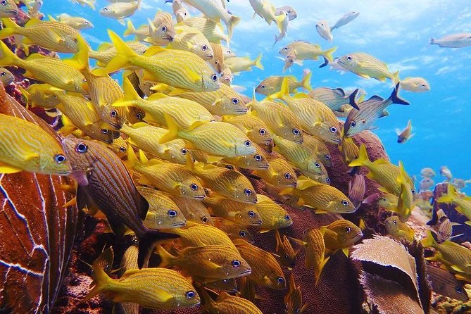 Open Water Diver course PADI including underwater video - Cenote Sessions: Clear Safety Practice With Real Scenery