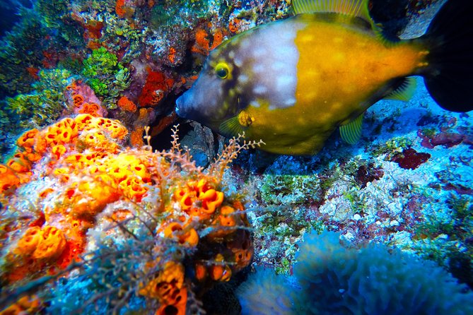 Open Water Diver course PADI including underwater video - Open-Water Training Days: Using Skills Up to 18 Meters