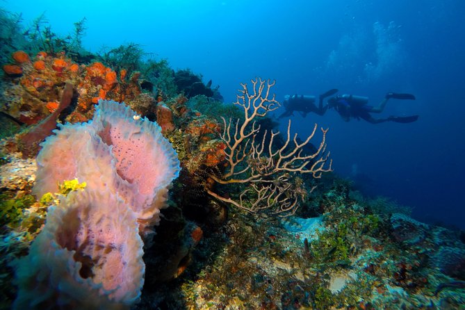 Open Water Diver course PADI including underwater video - Equipment, Fees, and the Real Value of the $480 Price