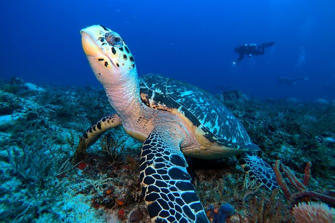Open Water Diver course PADI including underwater video - Your Learning Base: Knowledge Development and the Digital Manual