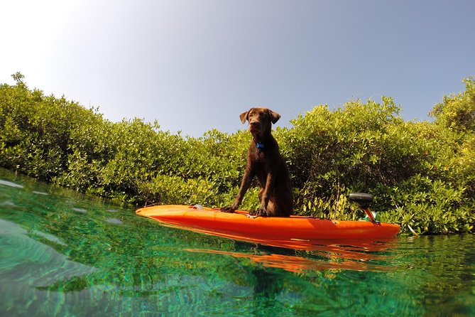 Paddleboard Cenote Tour - Casa Cenote, Mangroves, and Wildlife: What Makes the Setting Special