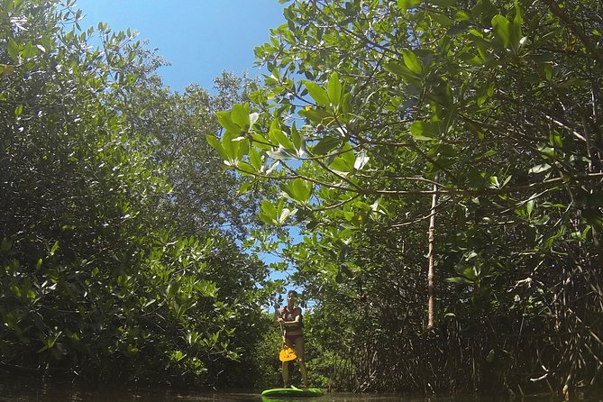 Paddleboard Cenote Tour - Pickup and Transfers in Tulum: Where It’s Easy (and Where It Isn’t)