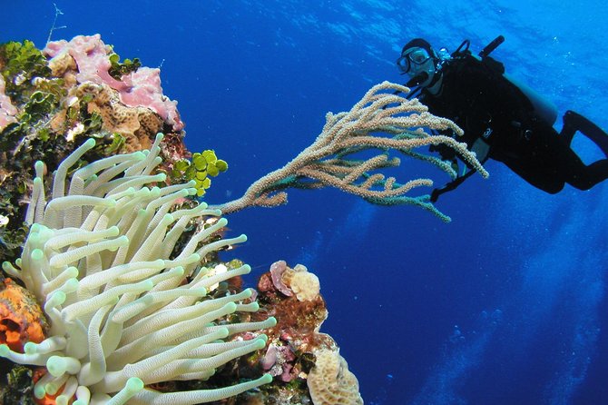 PADI Discover Scuba Diving in Playa del Carmen - The 4-hour Discover Scuba rhythm (and why timing matters)