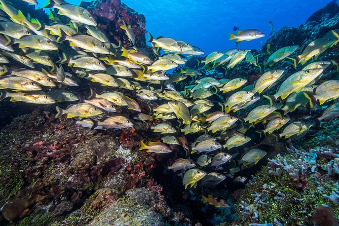PADI Discover Scuba Diving Program in the Riviera Maya - The reef experience from the boat: what you’re actually getting