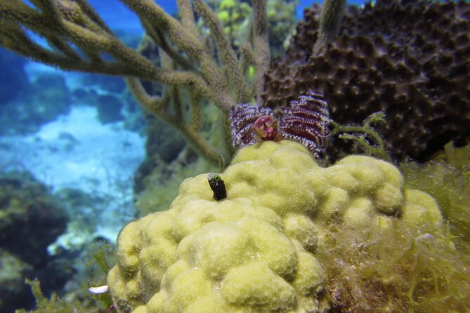 PADI Discover Scuba Diving Program in the Riviera Maya - Sea sickness, gear weirdness, and the small tips that matter
