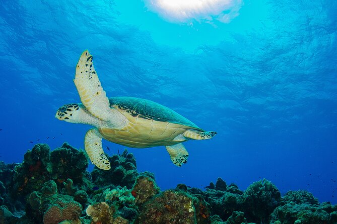 PADI Discover Scuba Diving Program in the Riviera Maya - Theory and pool skills: where comfort gets built