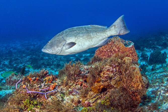 PADI Open Water Diver Course in the Riviera Maya - Why Playa del Carmen is a smart base for PADI Open Water