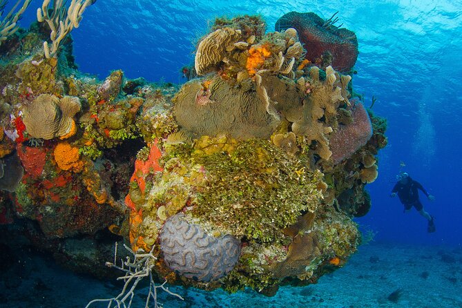 PADI Open Water Diver Course in the Riviera Maya - What the course covers in those 3 to 4 days