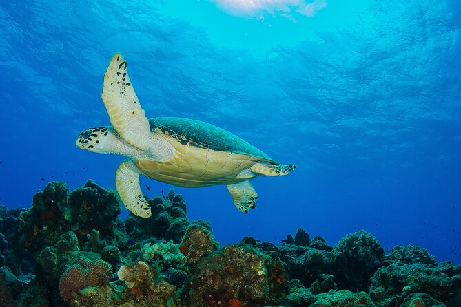 PADI Open Water Diver Course in the Riviera Maya - Four guided boat sessions off Cozumel: what you’re training for