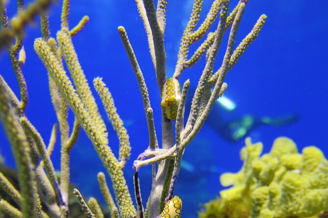 PADI Open Water Diver Course in the Riviera Maya - Price and value: what $602 covers, and what can add up