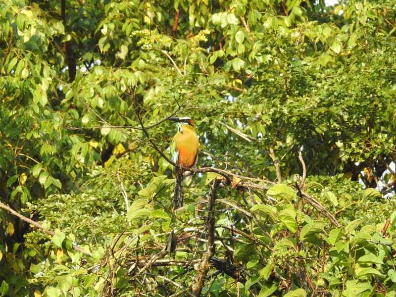Playa del Carmen: Guided Birdwatching Hike - Price and value: what $178 buys you (and what it doesn’t)