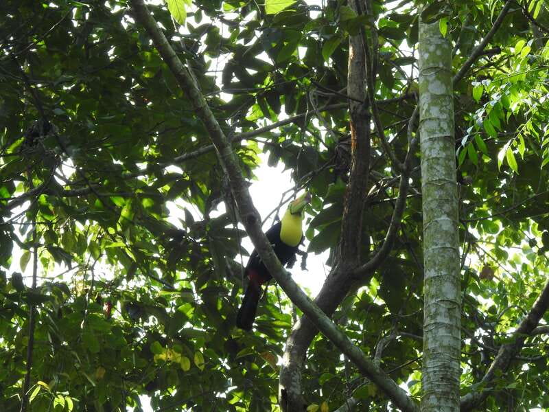 Playa del Carmen: Guided Birdwatching Hike - Why this early jungle birdwatching beats city sightseeing
