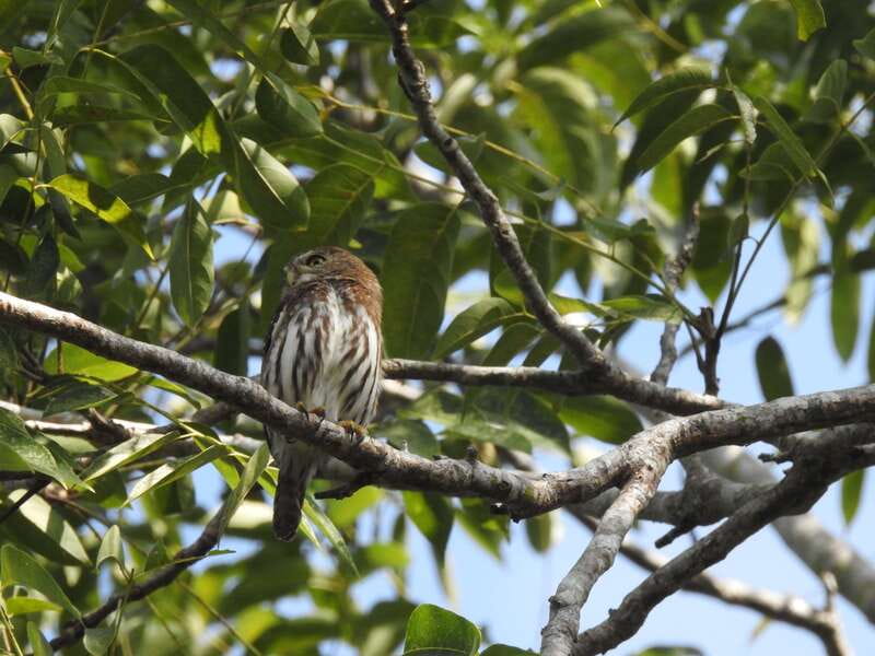 Playa del Carmen: Guided Birdwatching Hike - The 6-hour plan: how the timeline supports bird sightings