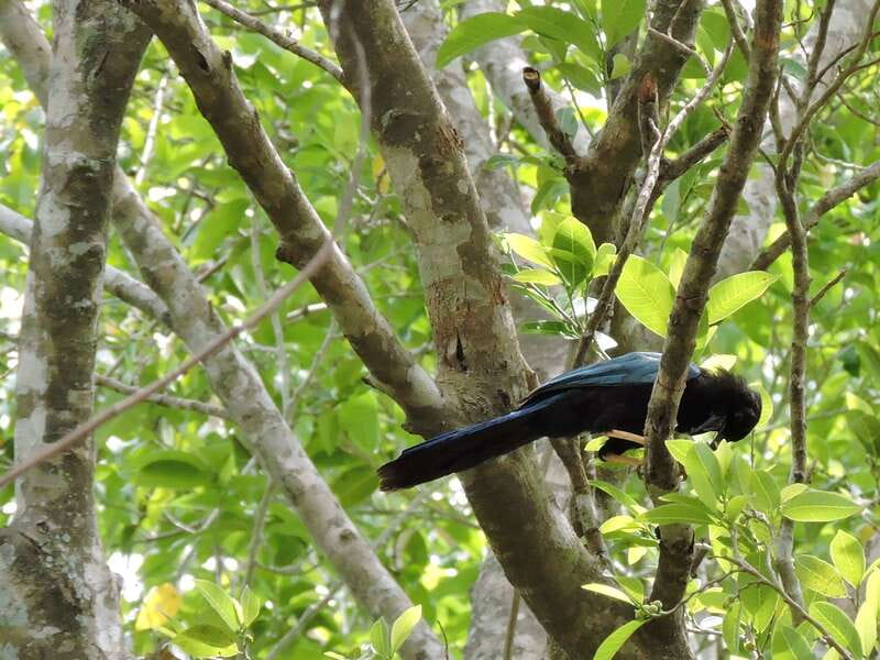 Playa del Carmen: Guided Birdwatching Hike - On the Ruta de Los Cenotes trail: what the hike feels like
