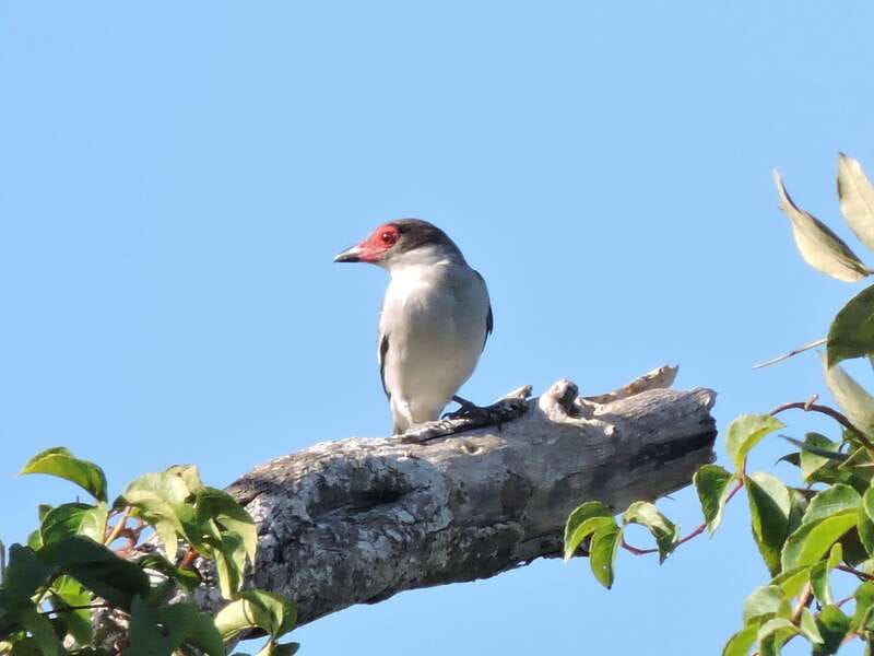 Playa del Carmen: Guided Birdwatching Hike - Your guide’s role: finding birds, not just looking at trees