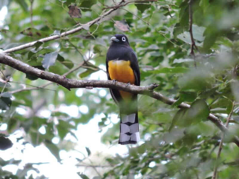 Playa del Carmen: Guided Birdwatching Hike - The 30+ species goal: native birds and migratory guests