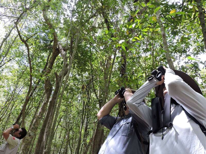 Playa del Carmen: Guided Birdwatching Hike - Snacks, coffee, and the quiet in-between moments