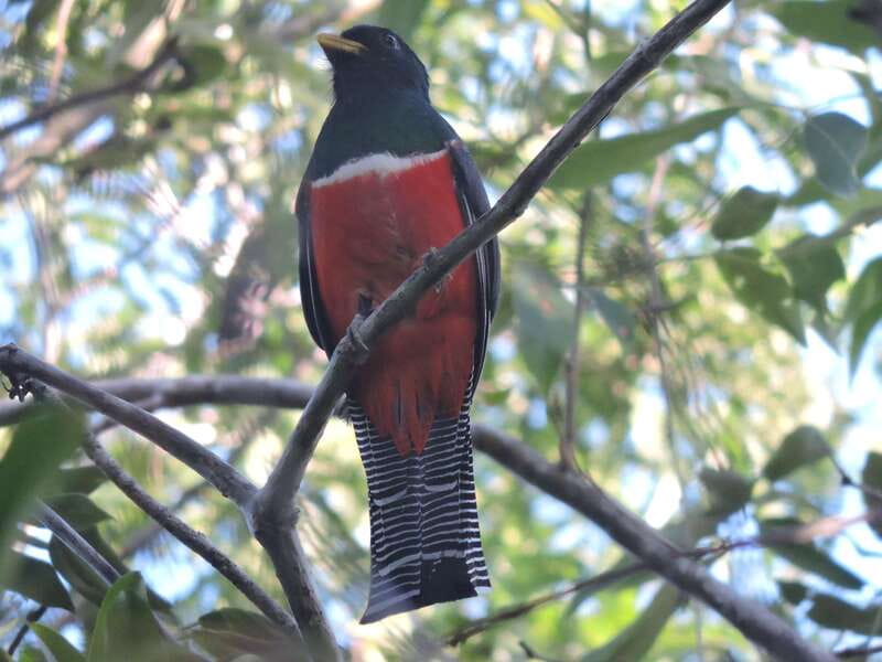 Playa del Carmen: Guided Birdwatching Hike - Small group touring: why the limit of 6 is a big deal