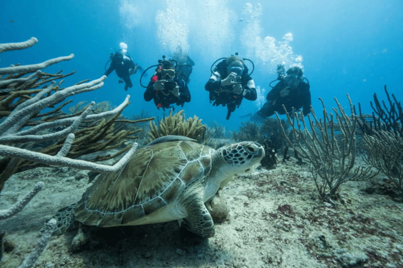 Playa del Carmen: Guided Reef Diving for Certified Divers - Reef Scuba from Playa del Carmen: What You’re Paying For