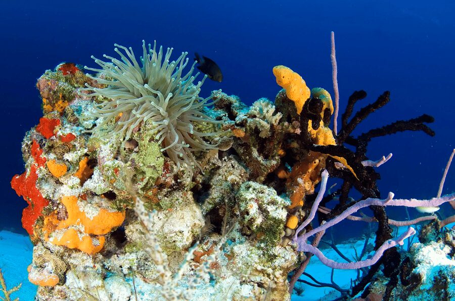 Playa del Carmen: Guided Reef Diving for Certified Divers - Marine Life You’ll Want to Watch For (Turtles, Rays, Sharks, and More)