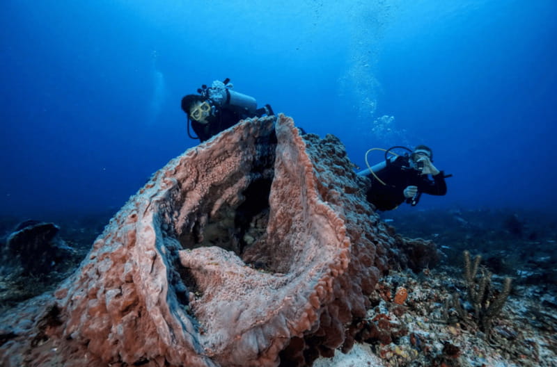 Playa del Carmen: Guided Reef Diving for Certified Divers - The Morning Rhythm: An 8-Hour Day with Two Underwater Sessions