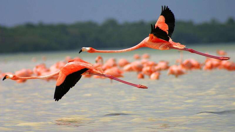 Playa del Carmen: Rio Lagartos and Las Coloradas Tour - Key things you’ll notice on this tour
