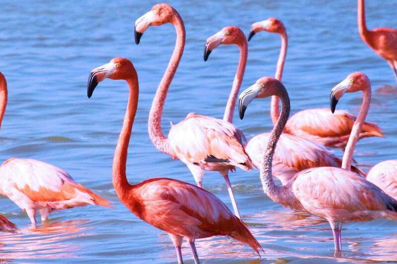 Playa del Carmen: Rio Lagartos and Las Coloradas Tour - Getting from Playa del Carmen: timing, handoffs, and comfort