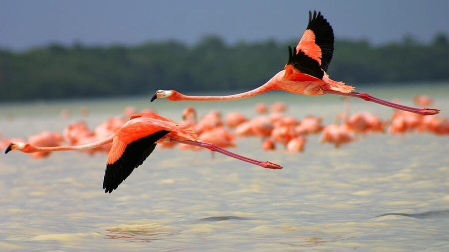 Playa del Carmen: Rio Lagartos and Las Coloradas Tour - What to pack so you enjoy the mud, the boat, and the heat