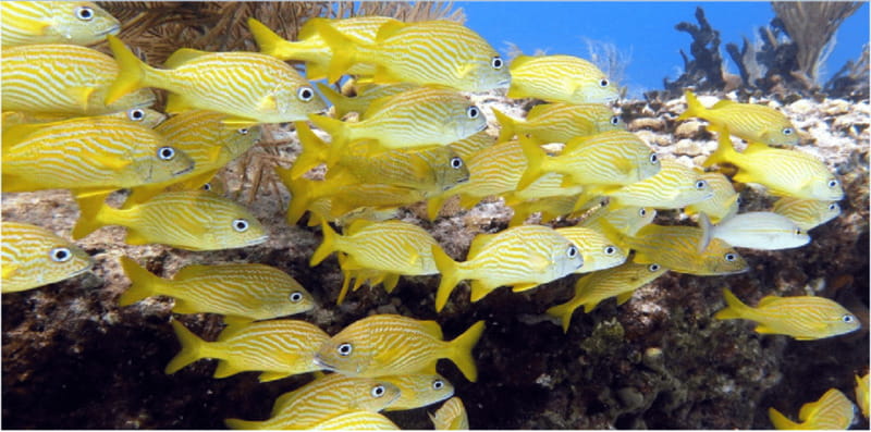 Playa del Carmen: Snorkel Tour at Local Reef - Snorkeling on a Local Reef: 2 to 4 Meters and the Marine Life You’ll Actually See