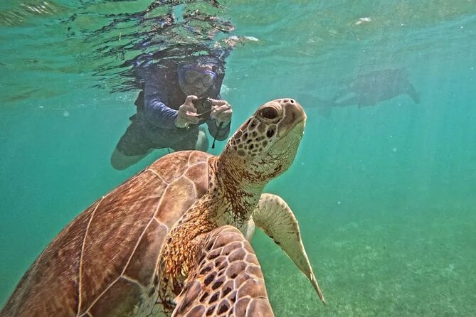 Playa del Carmen Tour Akumal Swimming With Turtles And Lagoon Yal Ku - Key highlights at a glance