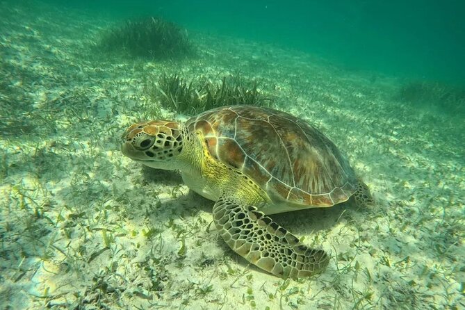 Playa del Carmen Tour Akumal Swimming With Turtles And Lagoon Yal Ku - Yal-Ku Lagoon: a jungle cove with freshwater and saltwater mix