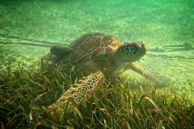 Playa del Carmen Tour Akumal Swimming With Turtles And Lagoon Yal Ku - Private tour with Henry Tours Mx: what that changes for your day