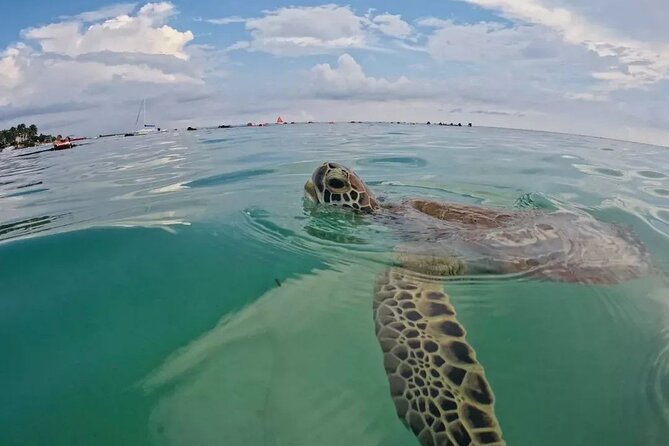 Playa del Carmen Tour Akumal Swimming With Turtles And Lagoon Yal Ku - What to expect during the full 4-hour flow