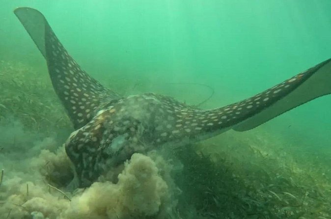 Playa del Carmen Tour Akumal Swimming With Turtles And Lagoon Yal Ku - Who this tour suits best (and who should think twice)