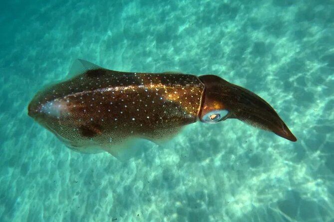 Playa del Carmen Tour Akumal Swimming With Turtles And Lagoon Yal Ku - Practical tips that help you enjoy both water stops