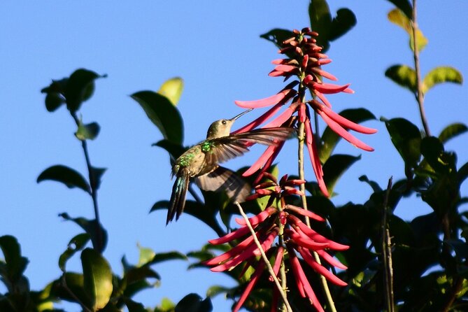 Private Birdwatching Tour in Sian Ka'an Muyil - Why Muyil and Sian Ka’an Work Best Before the Heat