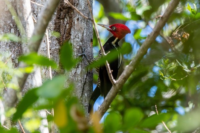Private Birdwatching Tour in Sian Ka'an Muyil - Optional Sian Ka’an Add-On: Lagoons, Mangroves, and a Float