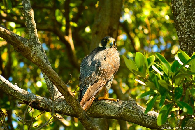 Private Birdwatching Tour in Sian Ka'an Muyil - Binoculars, Coffee, and Small Details That Make Birding Easier