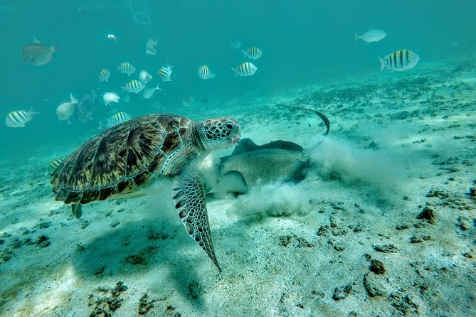 Private Cenote & Snorkeling Tour with Turtles in Akumal - Where Pickup Fits In: Puerto Morelos, Playa del Carmen North, or Cancun
